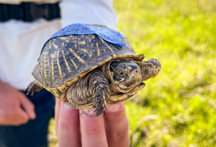 Washburn University Box Turtle Field Research